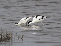 Recurvirostra avosetta 55, Kluut, Saxifraga-Peter Meininger