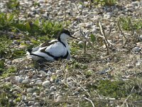 Recurvirostra avosetta 7, Kluut, Saxifraga-Marijke Verhagen