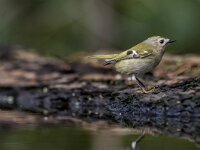Regulus regulus 109, Goudhaan, adult, Saxifraga-Theo Verstrael