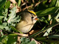 Regulus regulus 11, Goudhaan, Saxifraga-Bart Vastenhouw
