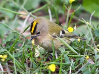 Regulus regulus 15, Goudhaan, Saxifraga-Bart Vastenhouw