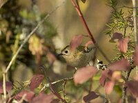 Regulus regulus 21, Goudhaan, Saxifraga-Dirk Hilbers