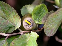 Regulus regulus 25, Goudhaan, Saxifraga-Bart Vastenhouw