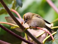Regulus regulus 27, Goudhaan, Saxifraga-Bart Vastenhouw
