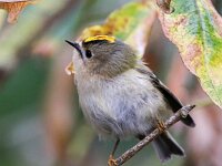 Regulus regulus 29, Goudhaan, Saxifraga-Bart Vastenhouw