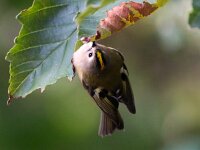 Regulus regulus 35, Goudhaan, Saxifraga-Bart Vastenhouw