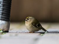 Regulus regulus 47, Goudhaan, Saxifraga-Dirk Hilbers