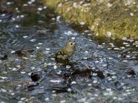 Regulus regulus 5, Goudhaan, Saxifraga-Willem van Kruijsbergen