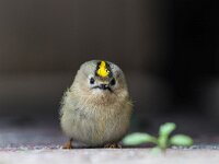 Regulus regulus 53, Goudhaan, Saxifraga-Dirk Hilbers