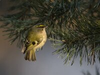 Regulus regulus 9, Goudhaan, Saxifraga-Luc Hoogenstein