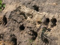 Riparia riparia 27, Oeverzwaluw, Saxifraga-Jan van der Straaten