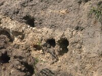 Riparia riparia 31, Oeverzwaluw, Saxifraga-Jan van der Straaten