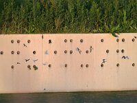 Riparia riparia 86, Oeverzwaluw, Saxifraga-Tom Heijnen