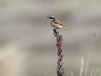 Saxicola rubetra 12, Paapje, Saxifraga-Mark Zekhuis