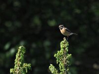 Saxicola rubetra 16, Paapje, Saxifraga-Hans Dekker
