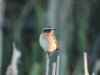 Saxicola rubetra 19, Paapje, Saxifraga-Henk Baptist