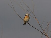 Saxicola rubetra 5, Paapje, Saxifraga-Luc Hoogenstein