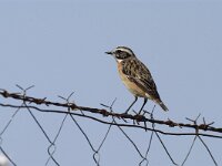 Saxicola rubetra 6, Paapje, Saxifraga-Piet Munsterman