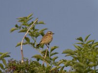Saxicola rubetra 7, Paapje, female, Saxifraga-Mark Zekhuis
