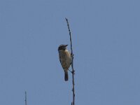 Saxicola rubicola 126, Roodborsttapuit, Saxifraga-Willem van Kruijsbergen