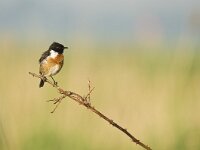 Saxicola rubicola 13, Roodborsttapuit, Saxifraga-Rik Kruit