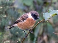 Saxicola rubicola 134, Roodborsttapuit, Saxifraga-Bart Vastenhouw