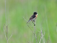 Saxicola rubicola 151, Roodborsttapuit, Saxifraga-Tom Heijnen
