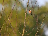 Saxicola rubicola 152, Roodborsttapuit, Saxifraga-Tom Heijnen