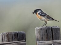 Saxicola rubicola 153, Roodborsttapuit, adult, male, Saxifraga-Theo Verstrael