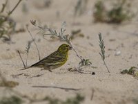europese kanarie, Serin  europese kanarie, Serin : europese kanarie, lente, Algarve, coast, Europa, Serin, Zuid-Europa, Portugal, Iberisch Schiereiland, nature, voorjaar, kust, spring, natuur, april