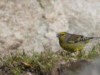 Serinus citrinella ssp corsicana 3, Corsicaanse citroenkanarie, Saxifraga-Mark Zekhuis