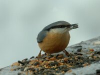 Sitta europaea 10, Boomklever, Saxifraga-Jan van der Straaten