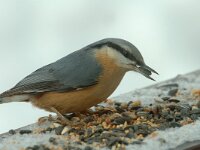 Sitta europaea 11, Boomklever, Saxifraga-Jan van der Straaten