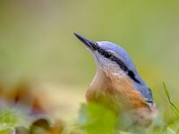 Eurasian Nuthatch autumn colors  Eurasian Nuthatch (Sitta europaea) in grassy backyard lawn with leaves in autumn colors : Eurasian, Songbird, abstract, animal, autumn, autumnal, background, beautiful, bird, blue, bright, brown, closeup, color, colorful, concept, design, europaea, europe, fall, fauna, floral, foliage, forest, garden, germany, gold, green, isolated, leaf, natural, nature, november, nuthatch, october, orange, ornithology, plant, red, season, seasonal, september, sitta, sitting, tree, vibrant, wild, wildlife, wood, yellow