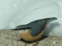 Sitta europaea 12, Boomklever, Saxifraga-Jan van der Straaten