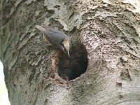 Sitta europaea 13, Boomklever, Saxifraga-Mark Zekhuis
