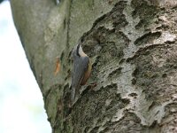 Sitta europaea 14, Boomklever, Saxifraga-Mark Zekhuis