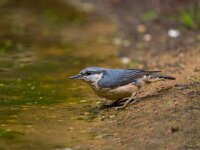 boomklever  boomklever in de haspel : Sitta europaea