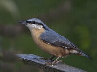 Sitta europaea 21, Boomklever, Saxifraga-Mark Zekhuis