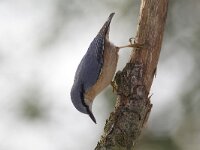 Boomklever, Wood Nuthatch, Sitta europaea  Boomklever in een eikenbos op het Buursezand. Wood Nuthatch, Sitta europaea  Het Buurserzand is aangewezen als Natura 2000-gebied in het kader van de Natuurbeschermingswet. : winter, Buurse, vogel, nature area, Special Protected Area, Buurserzand, december, black, nature reserve, natuur, Natuurmonumenten, natuurgebied, The Netherlands, zwart, orange, Haaksbergen, blue grey, Overijssel, blauwgrijs, koude, snow, nature, protected, Natura 2000-gebied, Sitta europaea, oranje, Nederland, bird, Boomklever, Vogelrichtlijn, cold, Wood Nuthatch, Habitatrichtijn, freezing, Natura 2000, sneeuw, kou, beschermd