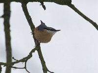 Boomklever, Wood Nuthatch, Sitta europaea  Boomklever in een eikenbos op het Buursezand. Wood Nuthatch, Sitta europaea  Het Buurserzand is aangewezen als Natura 2000-gebied in het kader van de Natuurbeschermingswet. : Natura 2000, Nederland, kou, Buurserzand, black, nature reserve, koude, orange, Special Protected Area, blue grey, blauwgrijs, sneeuw, oranje, Sitta europaea, freezing, Haaksbergen, beschermd, snow, Buurse, Wood Nuthatch, Natura 2000-gebied, Natuurmonumenten, natuurgebied, december, protected, nature area, The Netherlands, nature, Habitatrichtijn, zwart, Overijssel, Vogelrichtlijn, Boomklever, natuur, winter, bird, cold, vogel