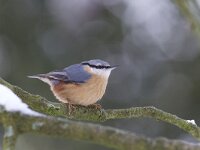 Boomklever, Wood Nuthatch, Sitta europaea  Boomklever in een eikenbos op het Buursezand. Wood Nuthatch, Sitta europaea  Het Buurserzand is aangewezen als Natura 2000-gebied in het kader van de Natuurbeschermingswet. : Habitatrichtijn, The Netherlands, zwart, freezing, Buurse, Special Protected Area, Wood Nuthatch, december, koude, Boomklever, snow, winter, kou, Buurserzand, sneeuw, Vogelrichtlijn, cold, vogel, blauwgrijs, nature reserve, black, blue grey, Sitta europaea, nature area, orange, bird, protected, nature, Nederland, Overijssel, natuurgebied, Natura 2000-gebied, beschermd, Natuurmonumenten, oranje, natuur, Natura 2000, Haaksbergen