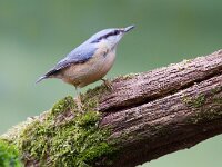 Boomklever  Boomklever te Garderen : Sitta europaea