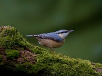 Boomklever  Boomklever te Garderen : Sitta europaea