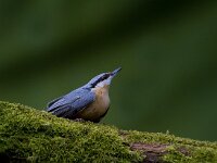 Boomklever  Boomklever te Garderen : Sitta europaea
