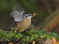 Sitta europaea 4, Boomklever, Saxifraga-Martin Mollet
