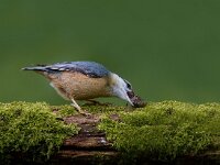 Boomklever  Boomklever te Garderen : Sitta europaea