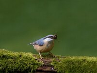 Boomklever  Boomklever te Garderen : Sitta europaea