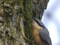 Sitta europaea 44, Boomklever, Saxifraga-Kees van Berkel : Blue Elephant