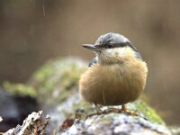 Sitta europaea 45, Boomklever, Saxifraga-Theo Verstrael